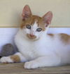 adoptable Cat in  named Cauliflower
