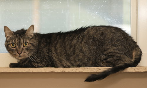FORREST - Domestic Short Hair available for adoption