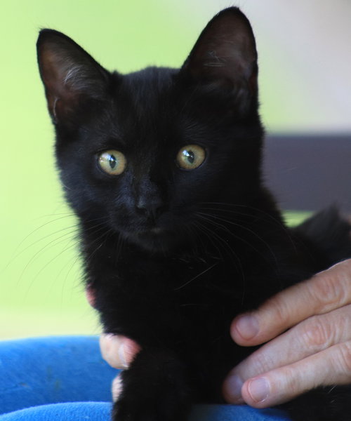 SARA - CSC - Domestic Short Hair available for adoption