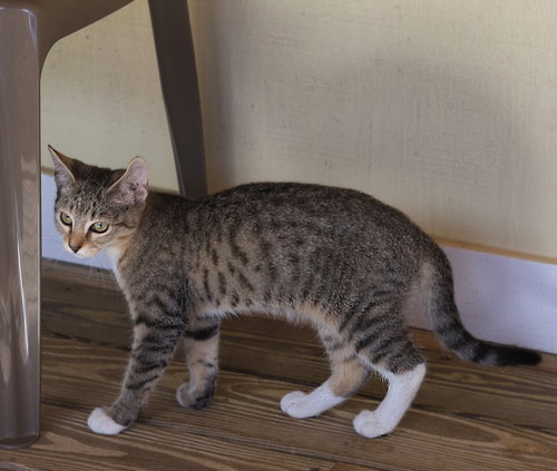 LARRY - CSC - Domestic Short Hair available for adoption