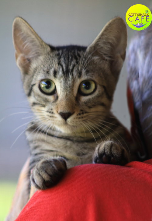 BILLIE - CSC - Domestic Short Hair available for adoption