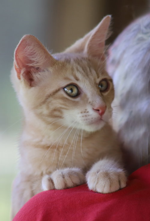 picture of the cat needing adoption