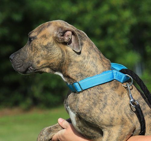 HOPE - Hound available for adoption
