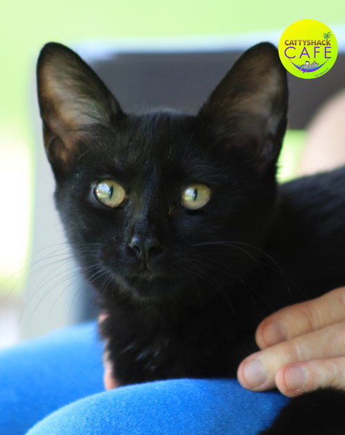 picture of the cat needing adoption