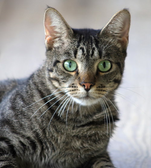 MARCUS - CSC - Domestic Short Hair available for adoption