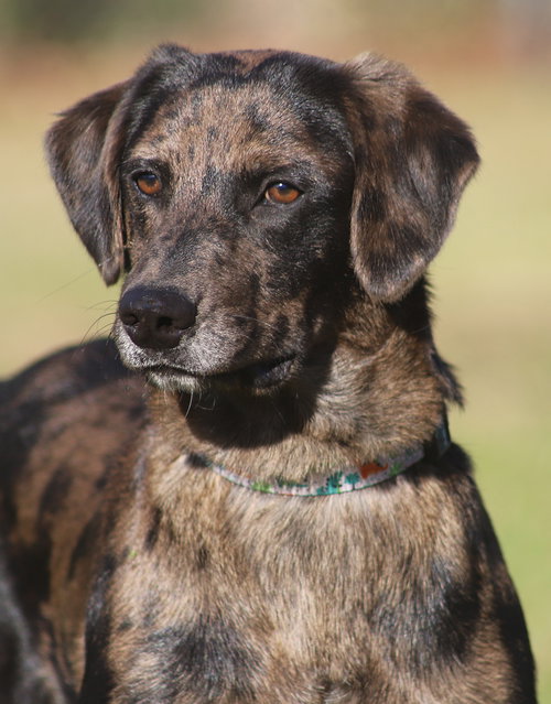 CHASE - Hound available for adoption