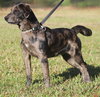 Chase - Photo 2