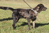 Chase - Photo 3