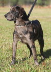 Chase - Photo 4