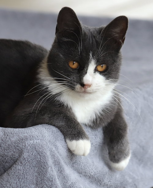 picture of the cat needing adoption