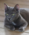 Judy - CSC - Photo 2