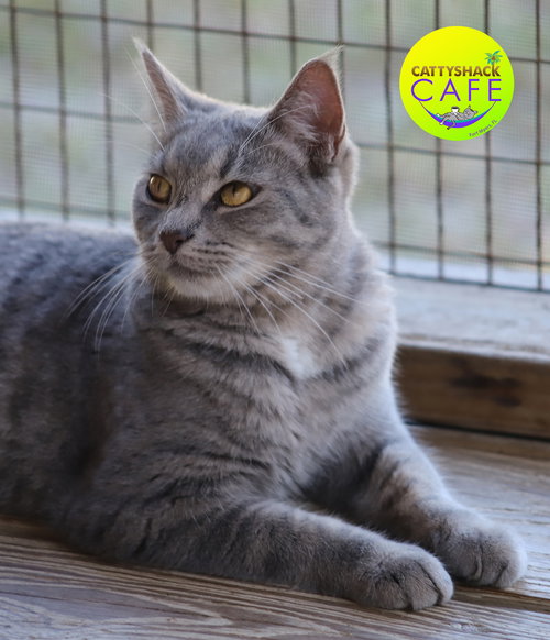 FRIDA - CSC - Domestic Short Hair available for adoption
