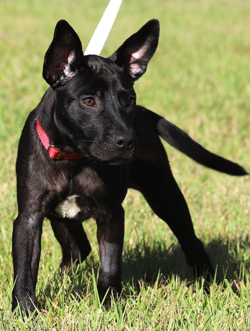 picture of the dog needing adoption