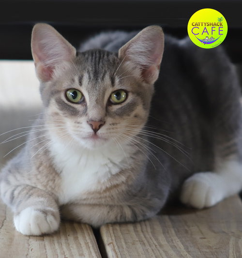 picture of the cat needing adoption