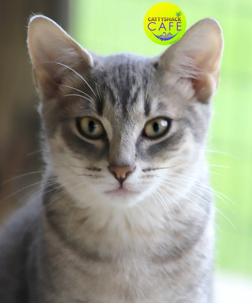 picture of the cat needing adoption