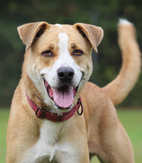 picture of the dog needing adoption