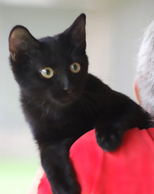 picture of the cat needing adoption