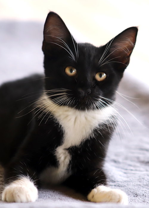 ZAFIR - Domestic Short Hair available for adoption