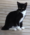 Zafir - Photo 2