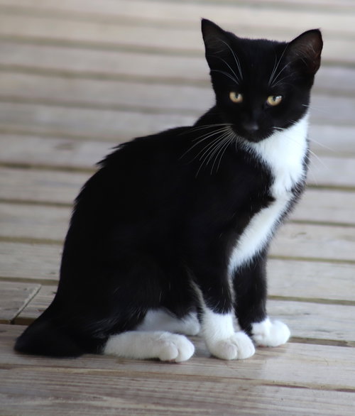 ZAFIR - Domestic Short Hair available for adoption
