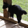 Zafir - Photo 3