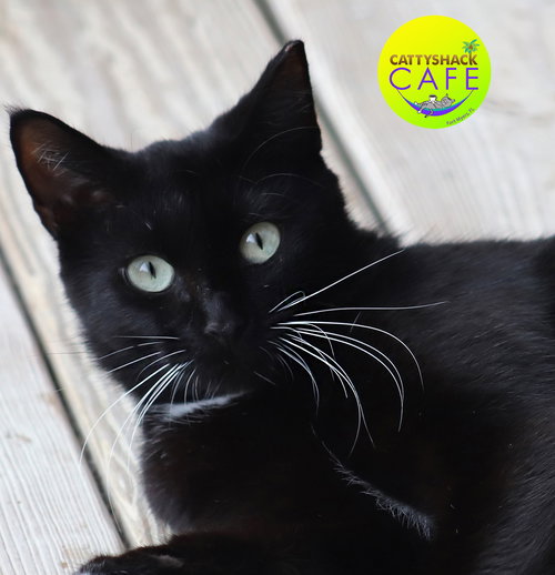 JAMESIE - CSC - Domestic Short Hair available for adoption