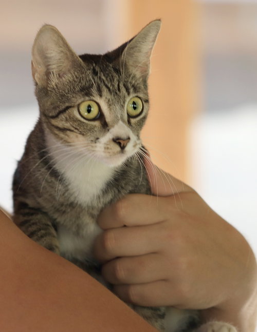picture of the cat needing adoption