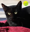 Zasha - CSC - Photo 1