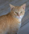 Kraft - Photo 1