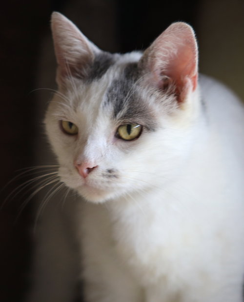 picture of the cat needing adoption