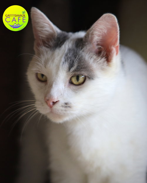YETI - CSC - Domestic Short Hair available for adoption