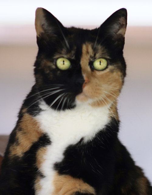 BONNIE - Domestic Short Hair available for adoption