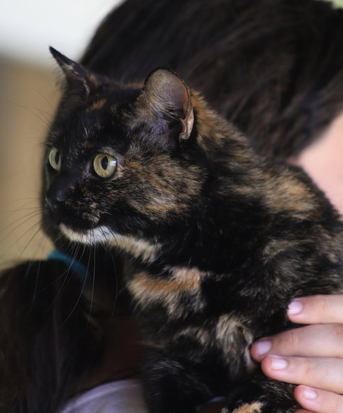EDI - Domestic Short Hair available for adoption