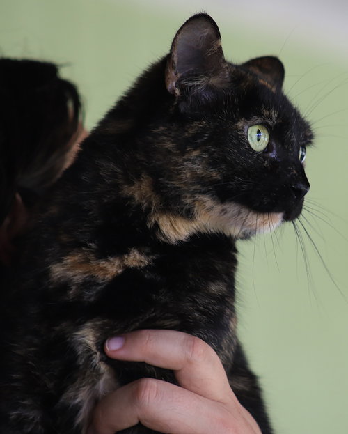 EDI - Domestic Short Hair available for adoption