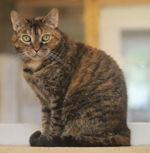 SWEETNESS - Domestic Short Hair available for adoption