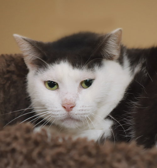 MONICA CSC - Domestic Short Hair available for adoption