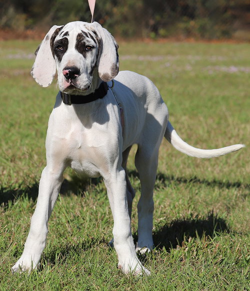MAGIC - Great Dane available for adoption