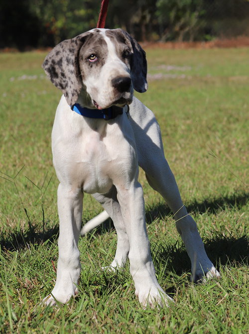 MAJOR - Great Dane available for adoption