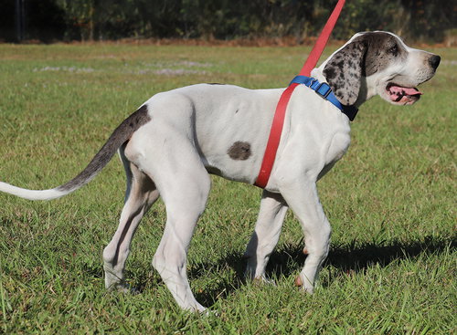 MAJOR - Great Dane available for adoption
