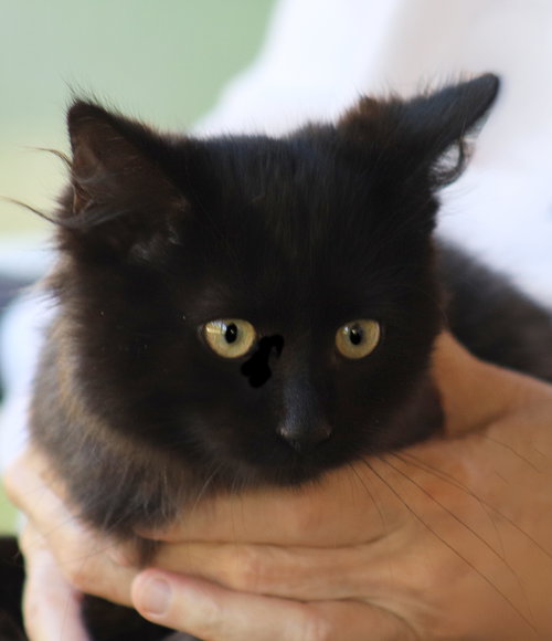 BABY - Domestic Medium Hair available for adoption