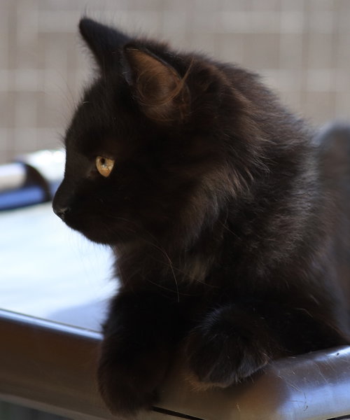 BABY - Domestic Medium Hair available for adoption