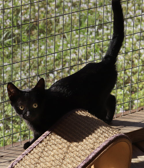 GOMEZ - Domestic Short Hair available for adoption