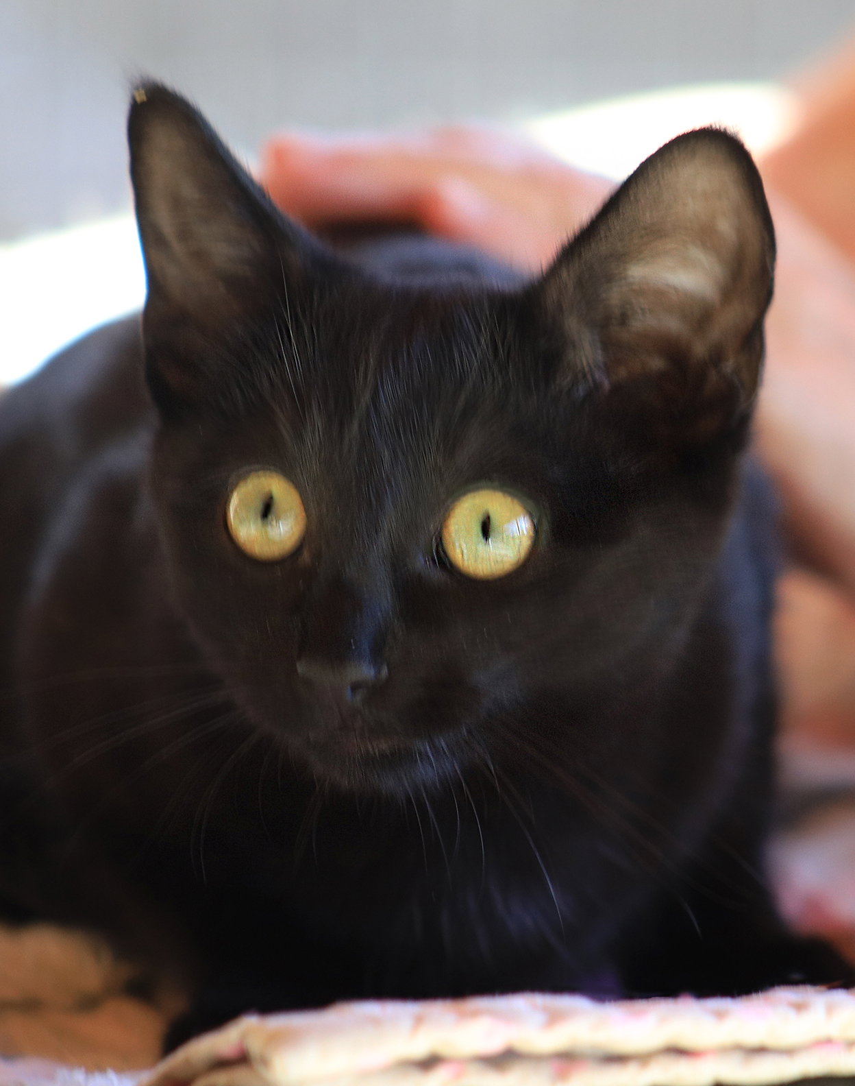 Gomez Image