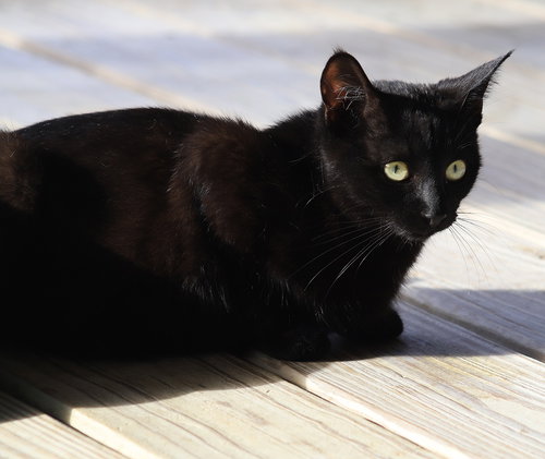 GOMEZ - Domestic Short Hair available for adoption