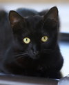 Gomez - Photo 4