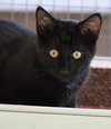 Pugsley - Photo 1