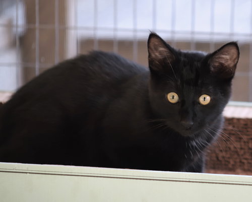 PUGSLEY - Domestic Short Hair available for adoption