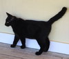 Pugsley - Photo 4