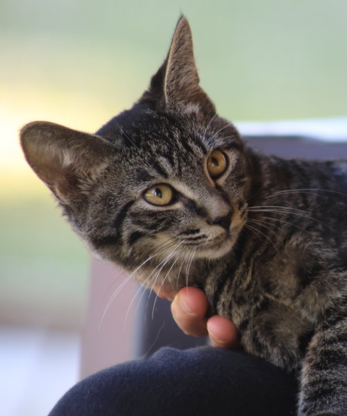 JONQUIL - Domestic Short Hair available for adoption