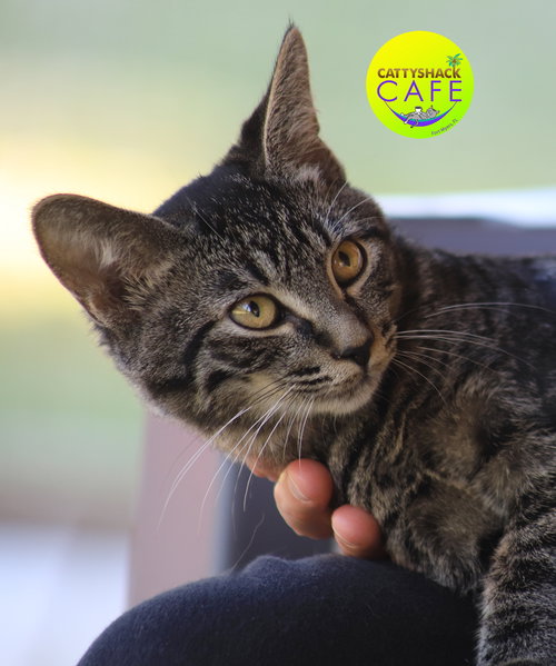 picture of the cat needing adoption